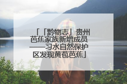 「黔物志」贵州芭蕉家族新增成员——习水自然保护区发现黄苞芭蕉