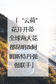“云荷”花开并蒂 全球两大花都昆明&阿姆斯特丹强强联手