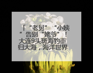 “老舅”“小姨”告别“姥爷”！大连9头斑海豹重归大海，海洋世界：它们已具备野外生存能力
