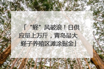 “蛏”风破浪！日供应量上万斤，青岛最大蛏子养殖区滩涂掘金
