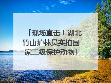 现场直击！湖北竹山护林员实拍国家二级保护动物