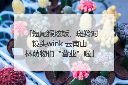 短尾猴炫饭、斑羚对镜头wink 云南山林萌物们“营业”啦