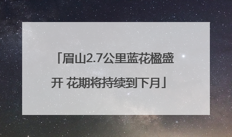 眉山2.7公里蓝花楹盛开 花期将持续到下月