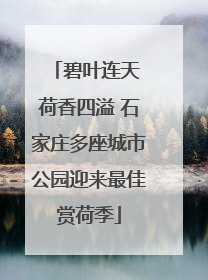 碧叶连天 荷香四溢 石家庄多座城市公园迎来最佳赏荷季