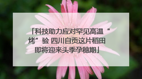 科技助力应对罕见高温“烤”验 四川自贡这片稻田即将迎来头季孕穗期