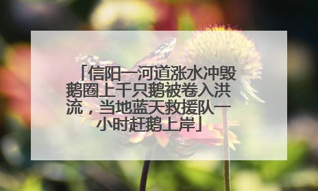 信阳一河道涨水冲毁鹅圈上千只鹅被卷入洪流，当地蓝天救援队一小时赶鹅上岸