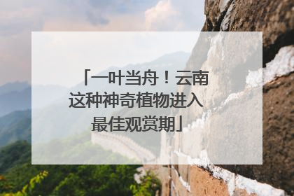 一叶当舟！云南这种神奇植物进入最佳观赏期