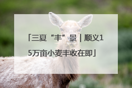 三夏“丰”景｜顺义15万亩小麦丰收在即