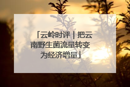云岭时评｜把云南野生菌流量转变为经济增量