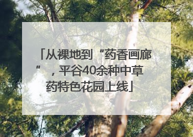 从裸地到“药香画廊”，平谷40余种中草药特色花园上线
