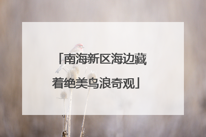 南海新区海边藏着绝美鸟浪奇观