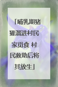 哺乳期猪獾溜进村民家觅食 村民救助后将其放生