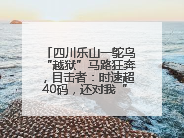 四川乐山一鸵鸟“越狱”马路狂奔，目击者：时速超40码，还对我“笑”了下