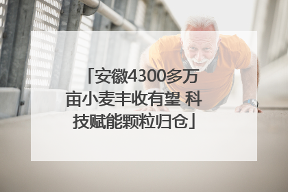 安徽4300多万亩小麦丰收有望 科技赋能颗粒归仓
