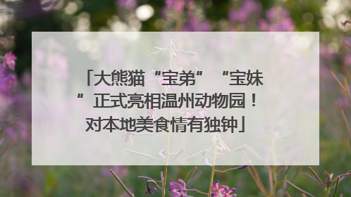 大熊猫“宝弟”“宝妹”正式亮相温州动物园！对本地美食情有独钟