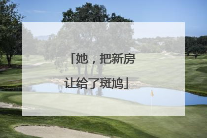 她，把新房让给了斑鸠