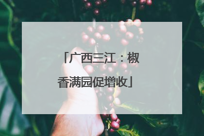 广西三江：椒香满园促增收