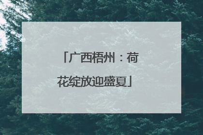 广西梧州：荷花绽放迎盛夏