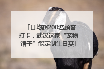 日均超200名顾客打卡，武汉这家“宠物馆子”能定制生日宴