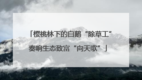 樱桃林下的白鹅“除草工” 奏响生态致富“向天歌”