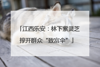 江西乐安：林下紫灵芝撑开群众“致富伞”