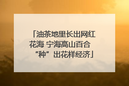 油茶地里长出网红花海 宁海高山百合“种”出花样经济