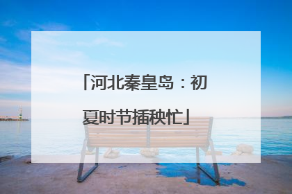 河北秦皇岛：初夏时节插秧忙