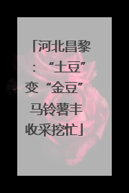 河北昌黎：“土豆”变“金豆” 马铃薯丰收采挖忙