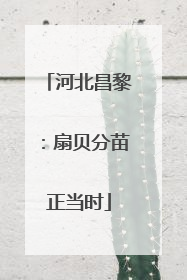 河北昌黎：扇贝分苗正当时