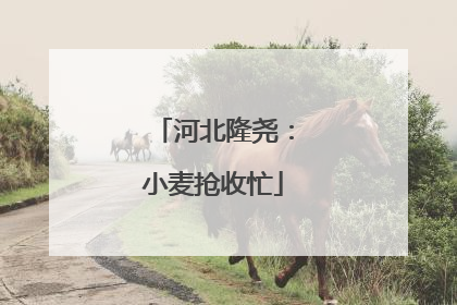 河北隆尧：小麦抢收忙