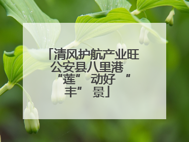 清风护航产业旺 公安县八里港 “莲” 动好 “丰” 景