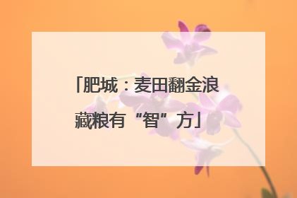 肥城：麦田翻金浪藏粮有“智”方