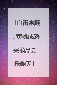自贡富顺：黄桃成熟 采摘品尝乐翻天