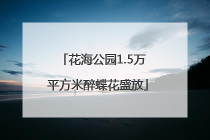 花海公园1.5万平方米醉蝶花盛放