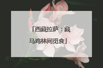 西藏拉萨：藏马鸡林间觅食
