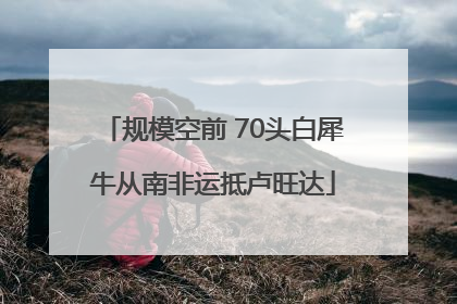规模空前 70头白犀牛从南非运抵卢旺达