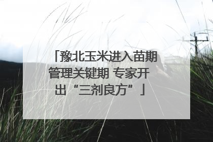豫北玉米进入苗期管理关键期 专家开出“三剂良方”