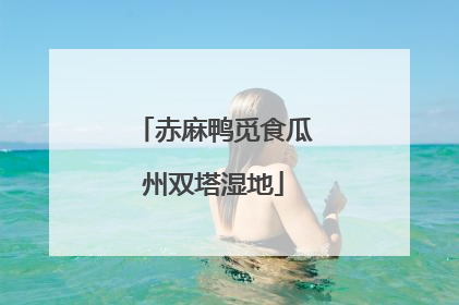 赤麻鸭觅食瓜州双塔湿地