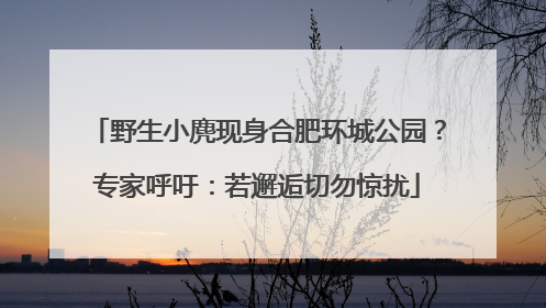 野生小麂现身合肥环城公园？专家呼吁：若邂逅切勿惊扰