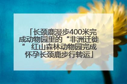 长颈鹿漫步400米完成动物园里的“非洲迁徙” 红山森林动物园完成怀孕长颈鹿步行转运